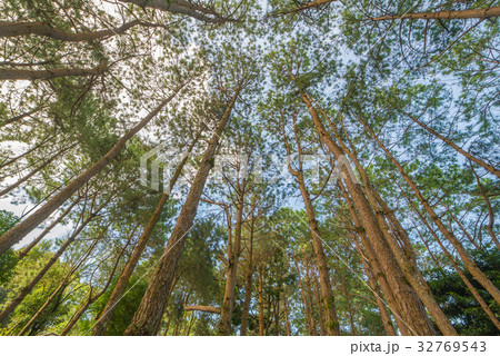 Bottom view of trunks trees in a pine forest Bottom view of trunks trees in a pine forest 32769543