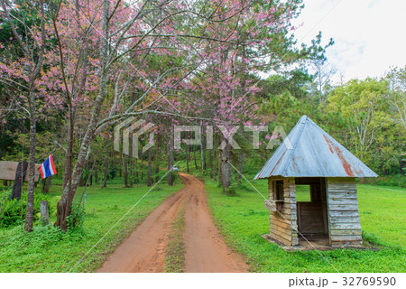 hut and with pink cherry or Thai sakura blooming hut and with pink cherry or Thai sakura blooming 32769590