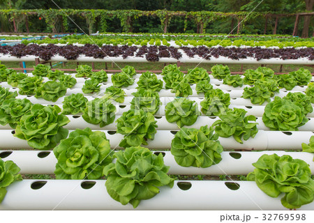 Organic hydroponic vegetable in cultivation farm 32769598