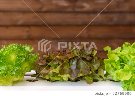 Organic hydroponic vegetable in cultivation farm 32769600