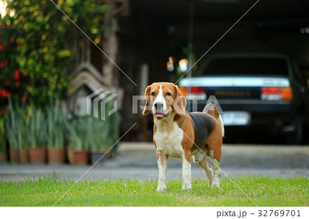 Beagle Dog playing water in a little pool  32769701