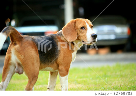 Beagle Dog playing water in a little pool Beagle Dog playing water in a little pool 32769702