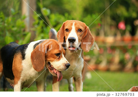 Beagle Dog playing water in a little pool  32769703
