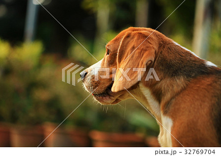 Beagle Dog playing water in a little pool Beagle Dog playing water in a little pool 32769704