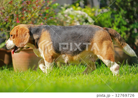 Beagle Dog playing water in a little pool Beagle Dog playing water in a little pool 32769726