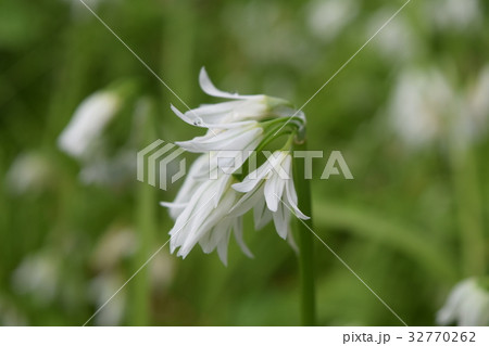 アリウム・トリケトラム 32770262