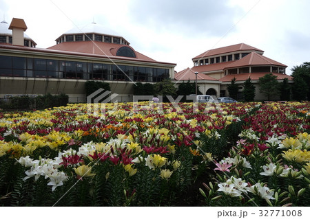 深谷グリーンパークのゆり 32771008