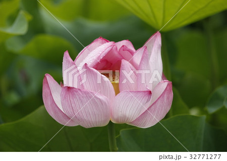 蓮の花 32771277