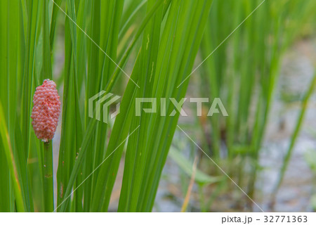Egg Golden applesnail or Pomacea canaliculata 32771363