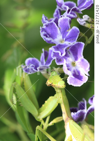 カマキリ カマキリ 32771420