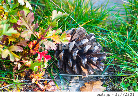 pine cone in the grass in a forest in autumn 32772201