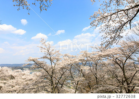 船岡城址の桜 32772638