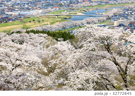 船岡城址の桜 32772645
