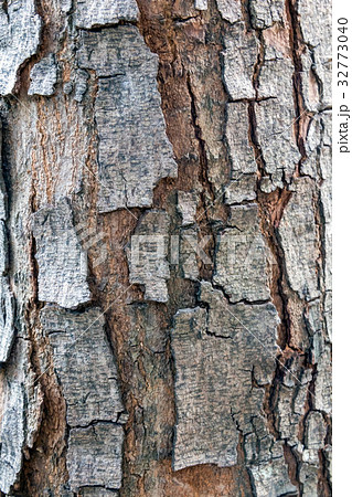 Brown bark background 32773040
