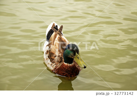 アヒル あひる 鴨 32773142