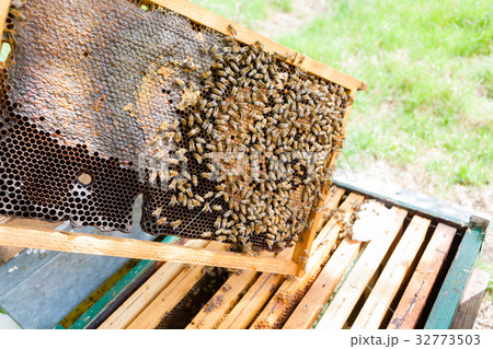 Open hive, beekeeping Open hive, beekeeping 32773503
