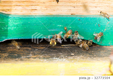 Bee with pollen that enter in the hive 32773504