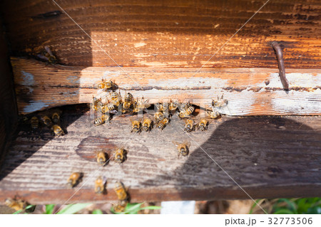 Bee with pollen that enter in the hive 32773506