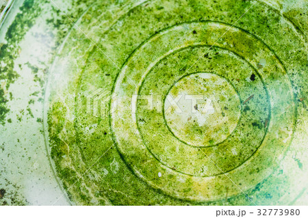 green wet moist moss in the bottom of water bin 32773980