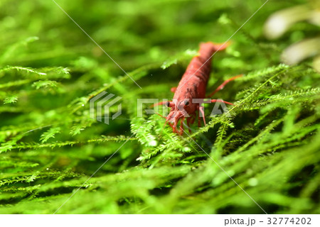 スーパーレッドチェリーシュリンプ スーパーレッドチェリーシュリンプ 32774202