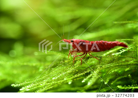 スーパーレッドチェリーシュリンプ スーパーレッドチェリーシュリンプ 32774203