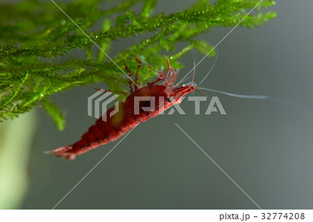 スーパーレッドチェリーシュリンプ 32774208