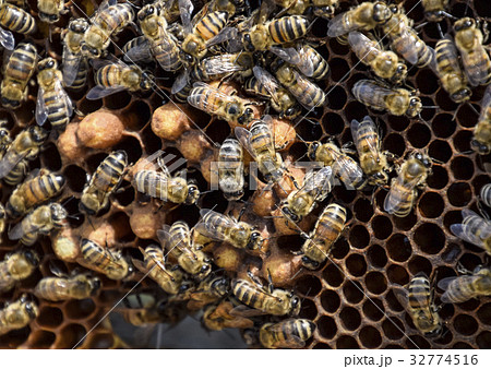 Honey bees on the home apiary 32774516