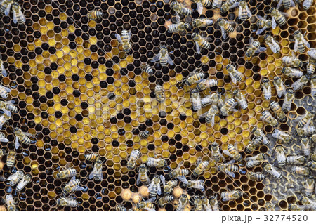Honey bees on the home apiary Honey bees on the home apiary 32774520