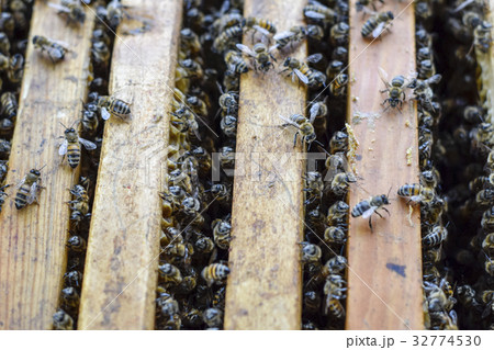 Open bee hive. Plank with honeycomb in the hive Open bee hive. Plank with honeycomb in the hive 32774530