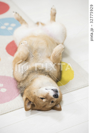仰向けになる柴犬の写真素材 仰向けになる柴犬の写真素材