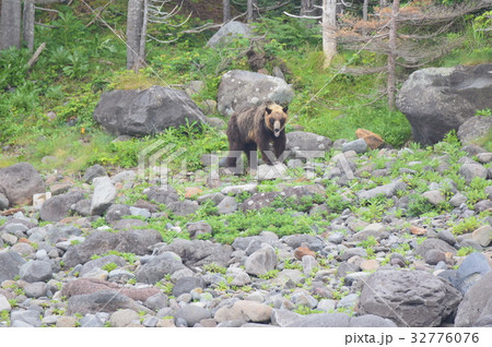 野生のヒグマ 1頭(ルシャ湾・知床半島 西岸/北海道) 野生のヒグマ 1頭(ルシャ湾・知床半島 西岸/北海道) 32776076