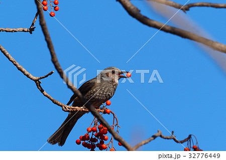 イイギリの実を咥えるヒヨドリ 32776449
