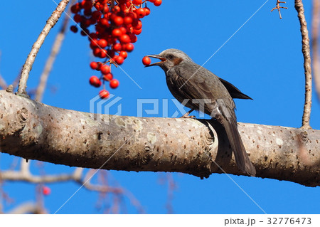 イイギリの実を咥えるヒヨドリ イイギリの実を咥えるヒヨドリ 32776473
