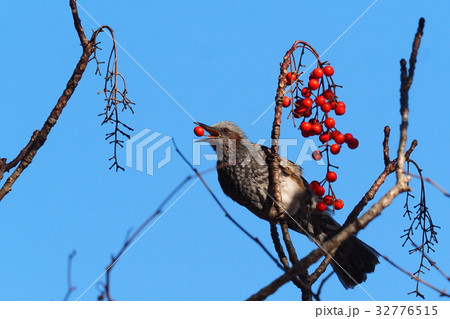 イイギリの実を咥えるヒヨドリ 32776515