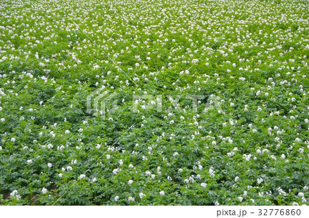 じゃがいも畑(北海道斜里郡清里町) じゃがいも畑(北海道斜里郡清里町) 32776860