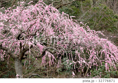 しだれ梅(藤牡丹枝垂れ) しだれ梅(藤牡丹枝垂れ) 32776871