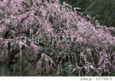 しだれ梅(藤牡丹枝垂れ) しだれ梅(藤牡丹枝垂れ) 32776872