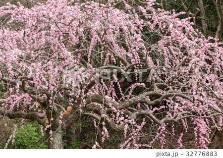 しだれ梅（藤牡丹枝垂れ） 32776883