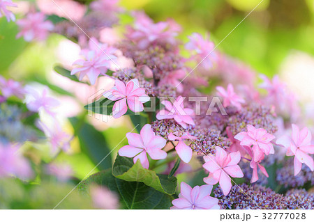 アジサイ 品種(ダンスパーティー) 32777028