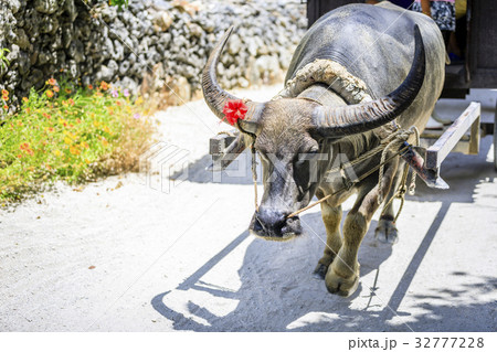 竹富島の水牛 32777228