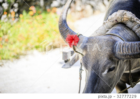 竹富島の水牛 32777229