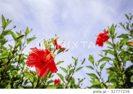 ハイビスカス ハイビスカス 32777256