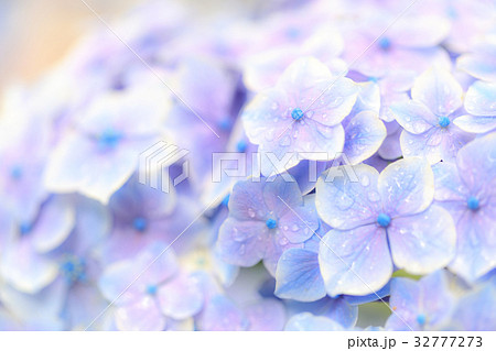 アジサイ 品種(メロディ) 32777273