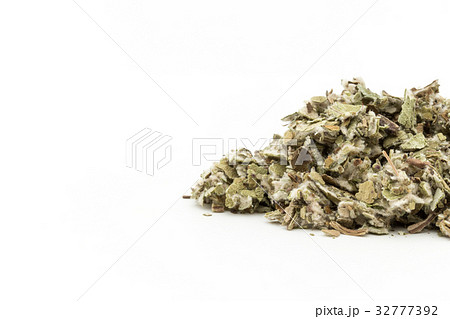 コルツフット(フキタンポポ):Coltsfoot leaves コルツフット(フキタンポポ):Coltsfoot leaves 32777392