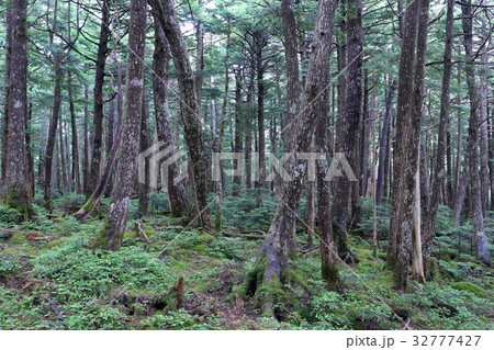 八千穂高原 苔の森 八千穂高原 苔の森 32777427