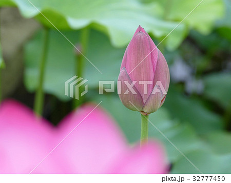 ハスのつぼみ 青菱紅蓮 ハスのつぼみ 青菱紅蓮 32777450