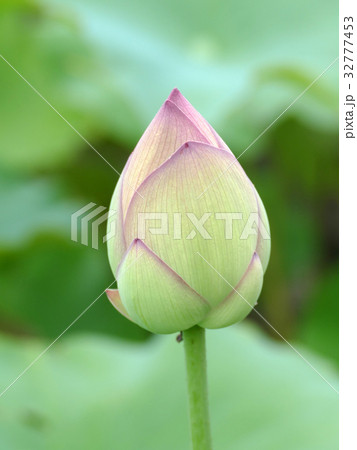 ハスのつぼみ 天照爪紅 ハスのつぼみ 天照爪紅 32777453