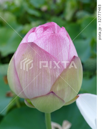 ハスのつぼみ　天照爪紅 32777463