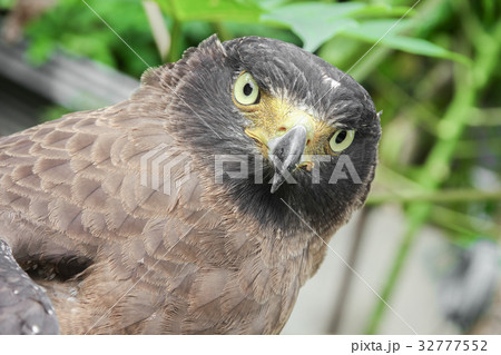Close-up Falcon Peregrine  32777552