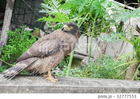 Close-up Falcon Peregrine 32777553